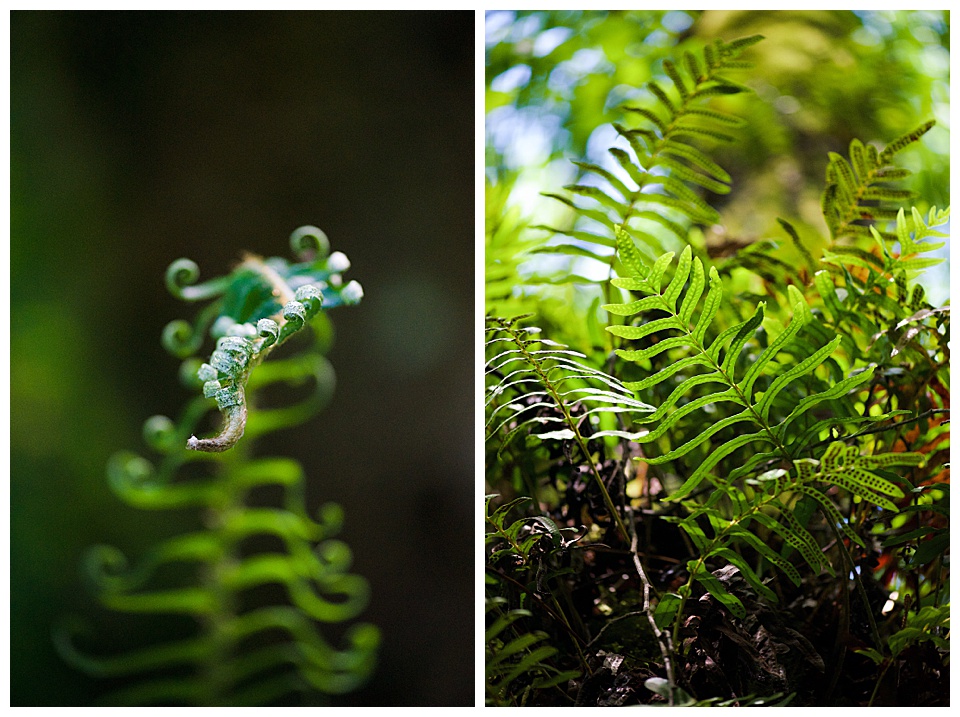 Macro photography of curled fern pinna at Fern Canyon, Orick, CA