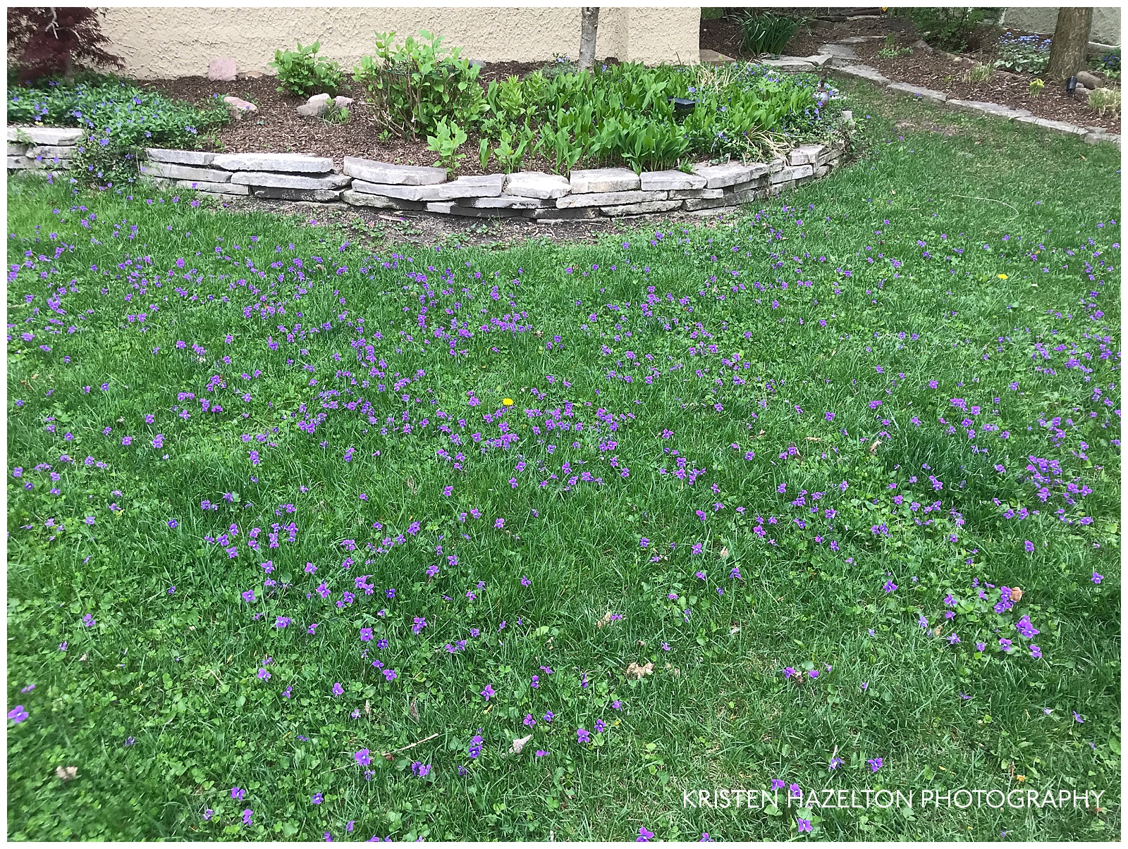 Lawn covered with violets 