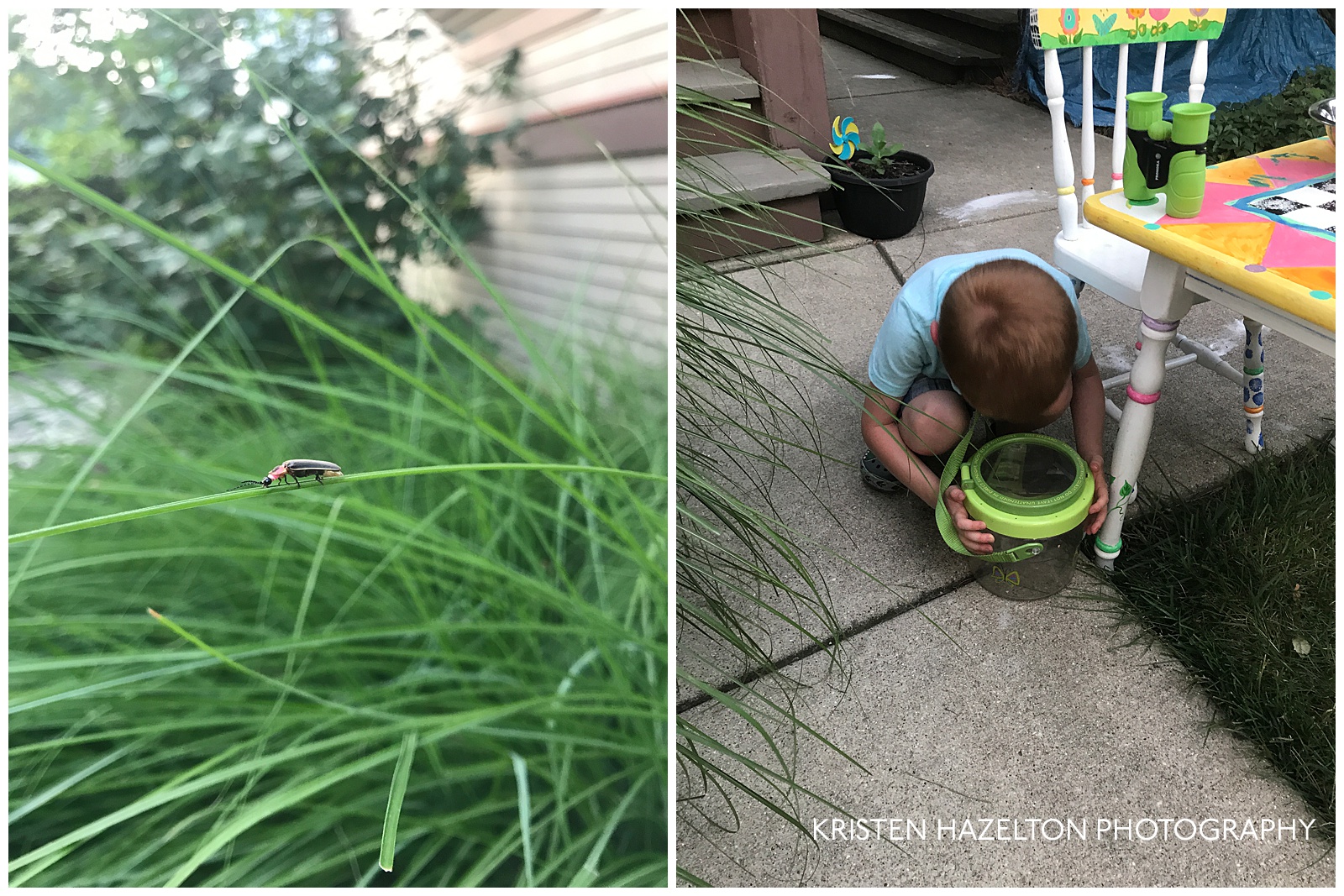 a collage of a lightning bug on a piece of grass, and a toddler looking inside a bug jar