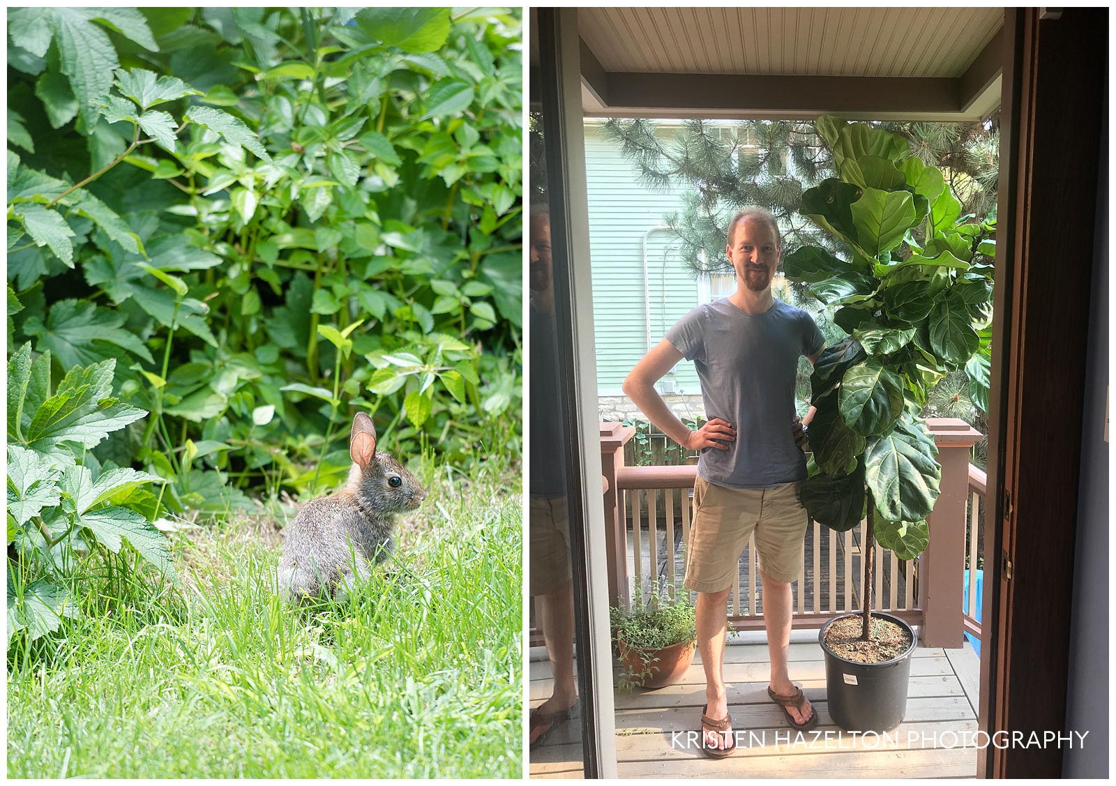 Baby bunny in the backyard and man standing next to a 7 foot tall fiddle leaf fig