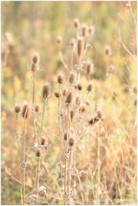 Backlit weeds in a field