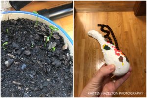 Meyer lemon seedlings and decorated gourd