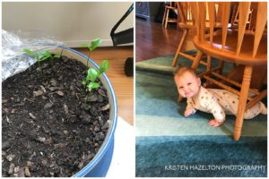 Lemon tree seedlings, and a happy baby crawling under the table