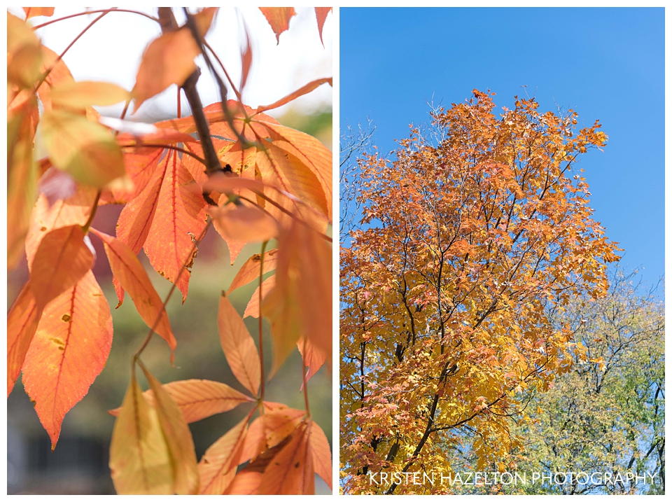 Bright orange fall leaves in Oak Park, IL