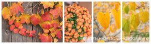 A rainbow of fall colors - red leaves, orange mums, and yellow and green leaves