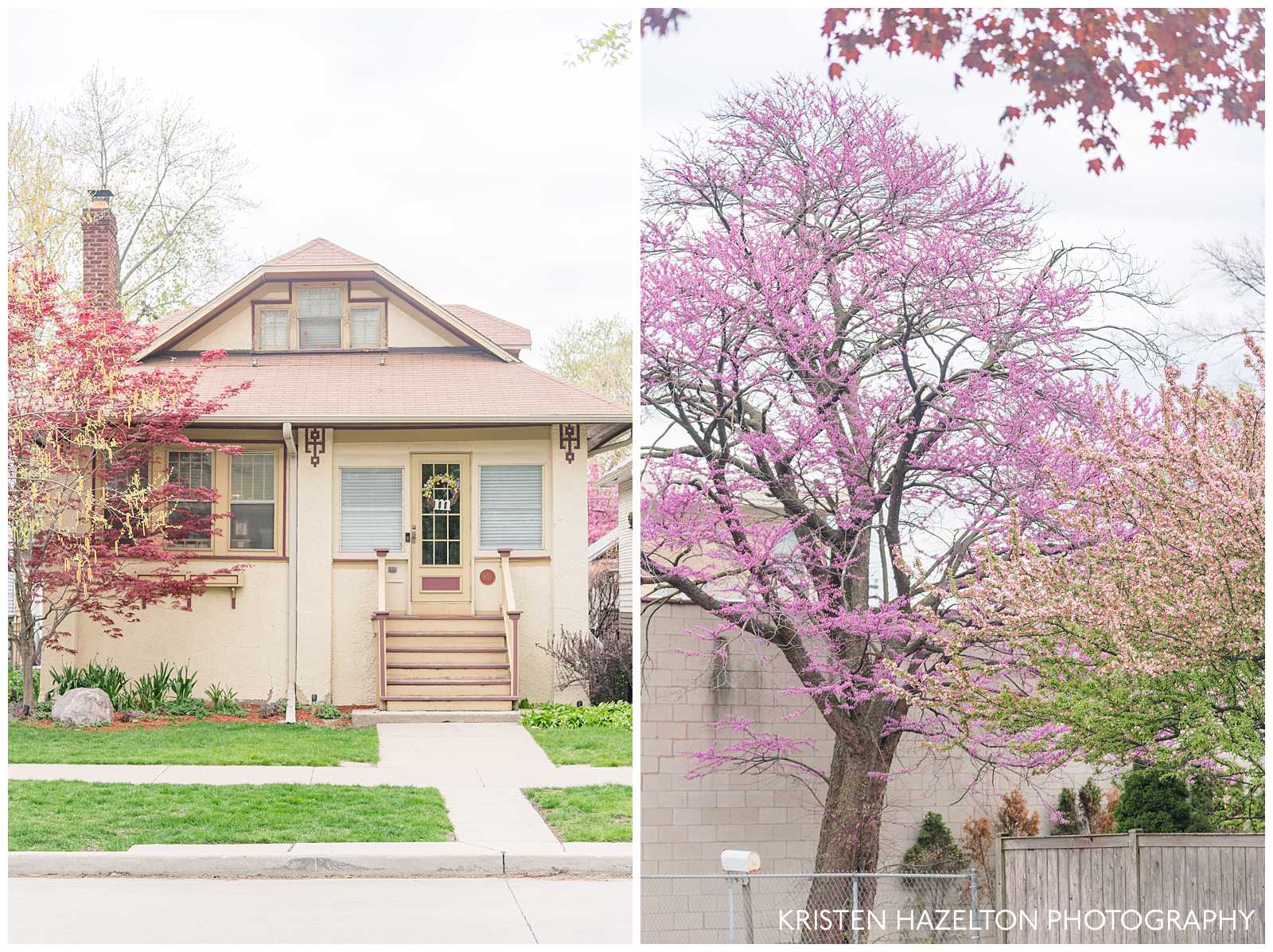 Tan house with a flowering Japanese maple in Oak Park, IL