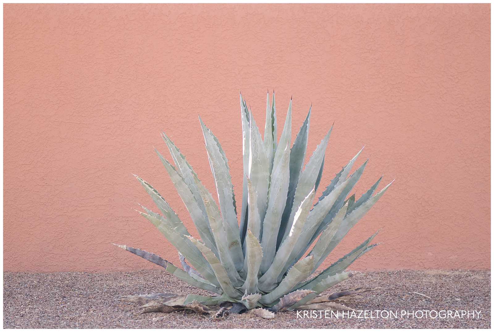 Agave against a bright pink wall 