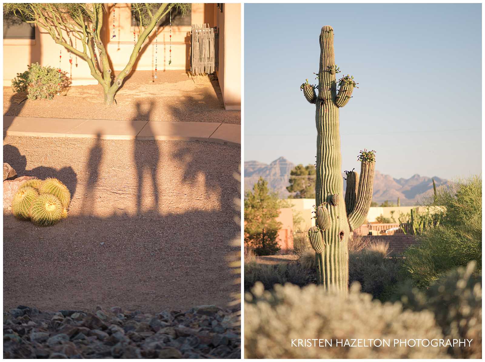 Saguaro at golden hour in Tucson, AZ
