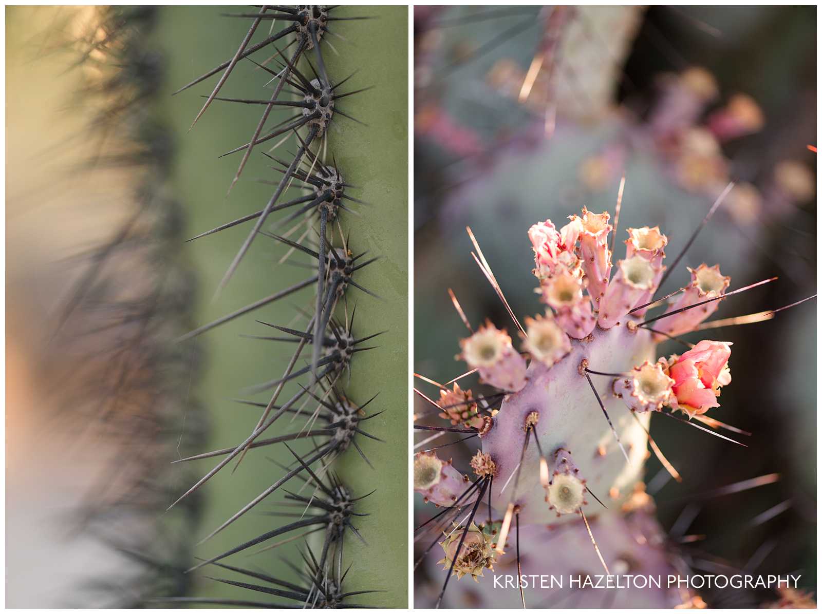 Saguaro and purple prickly pear close up photos