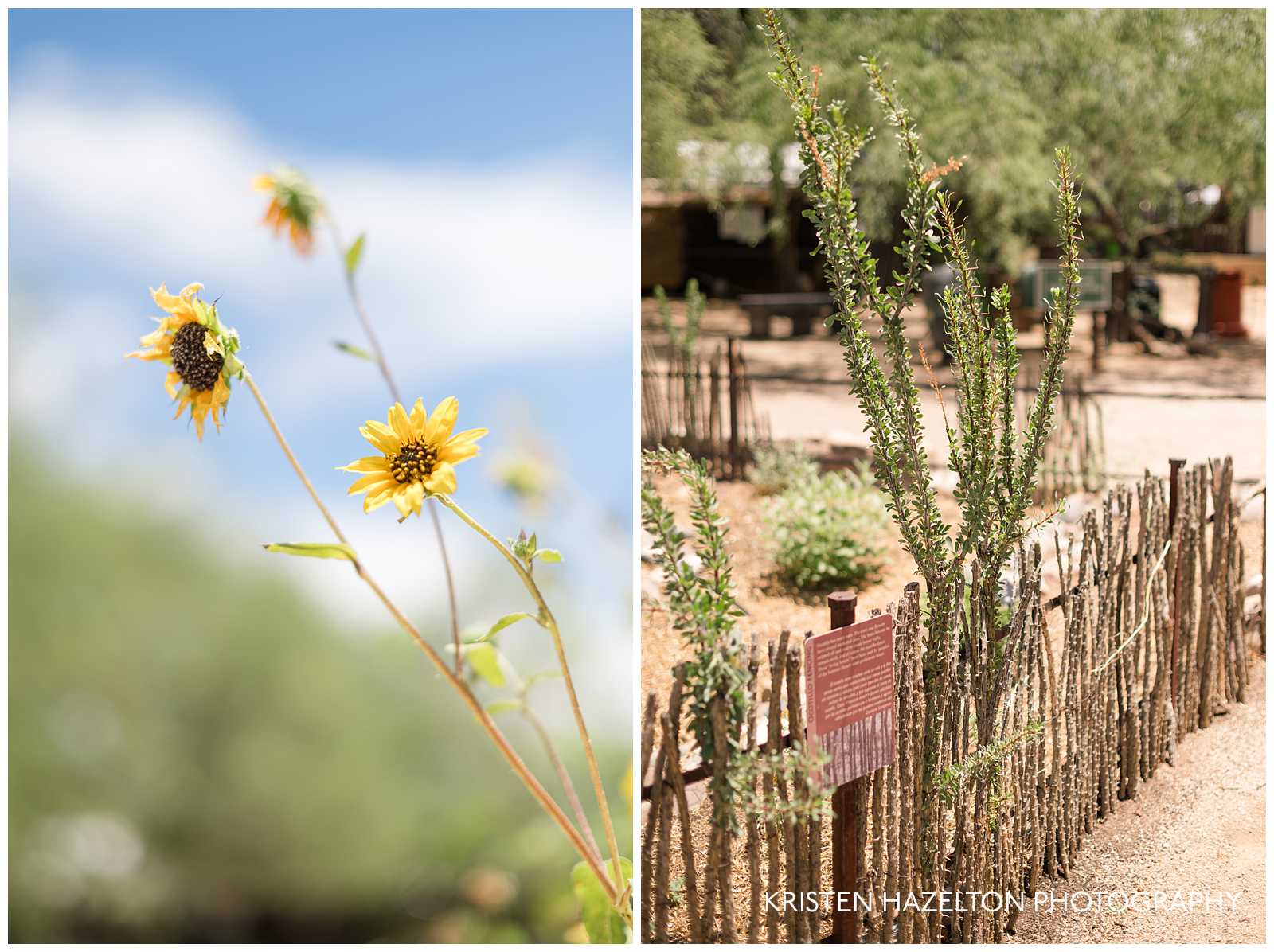 Sunflowers and ocotillo fence at the Tucson Botanical Garden
