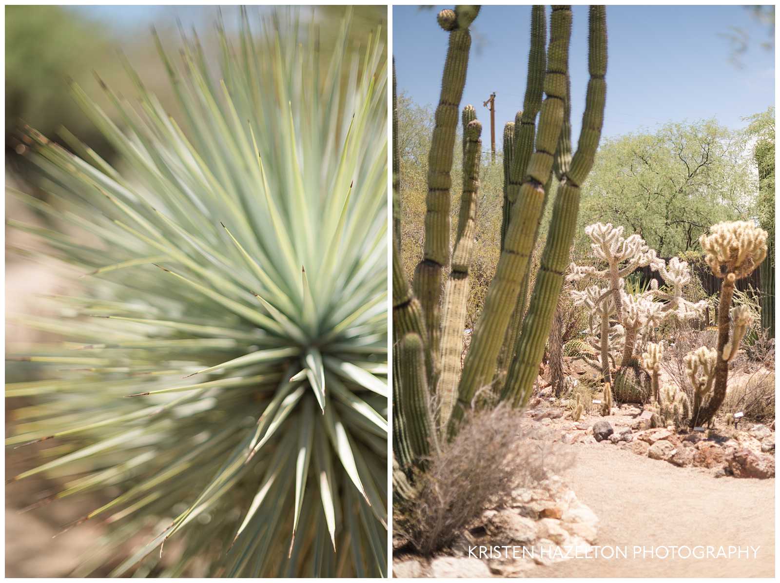 Cacti at the Tucson Botanical Garden