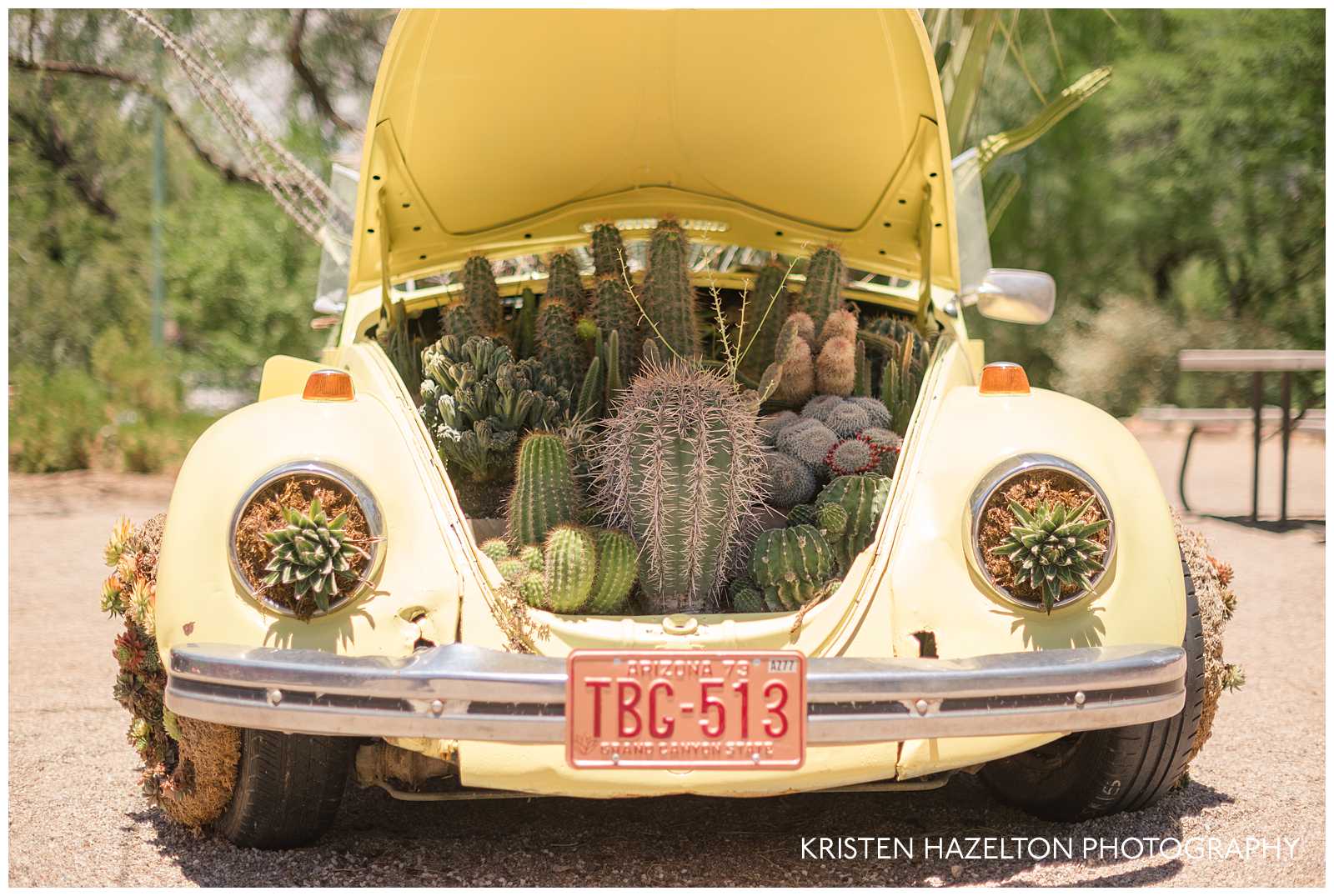 Tucson Botanical Garden's cactus car. Yellow VW bug filled with cacti