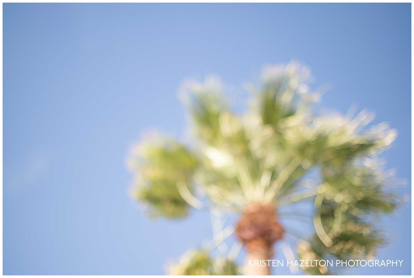 out of focus palm tree