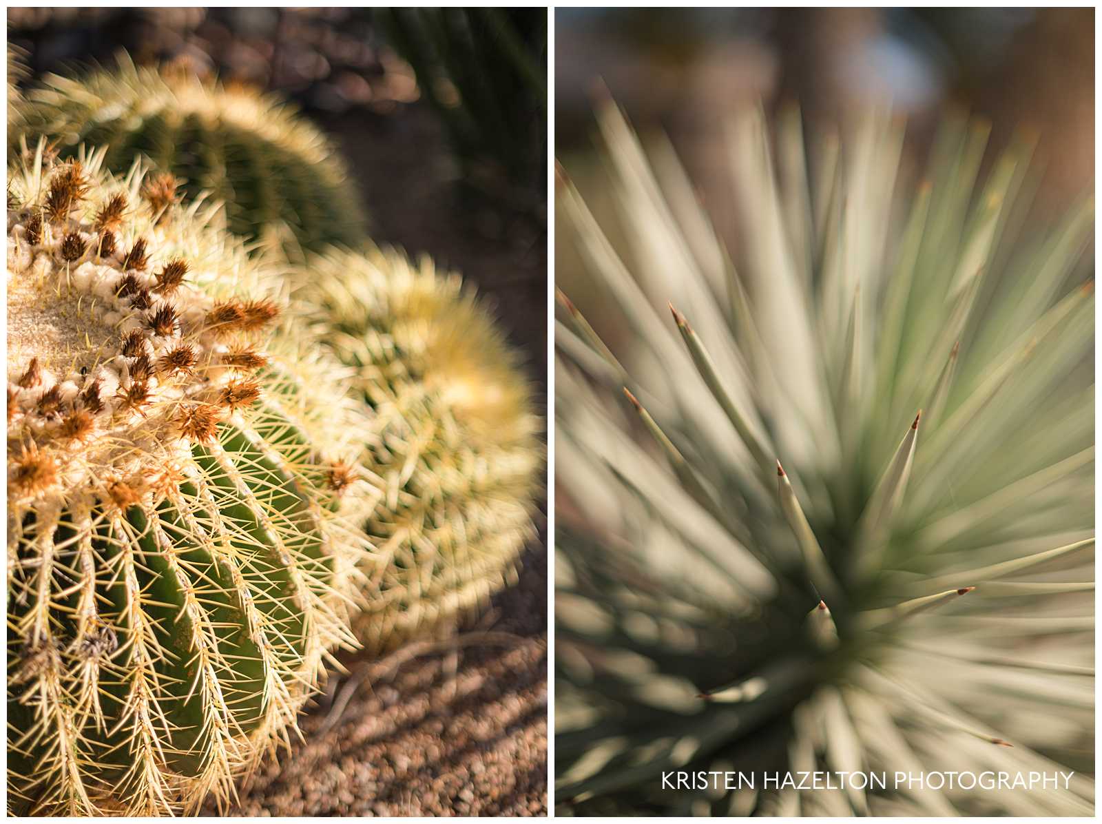 Barrel cactus and yucca