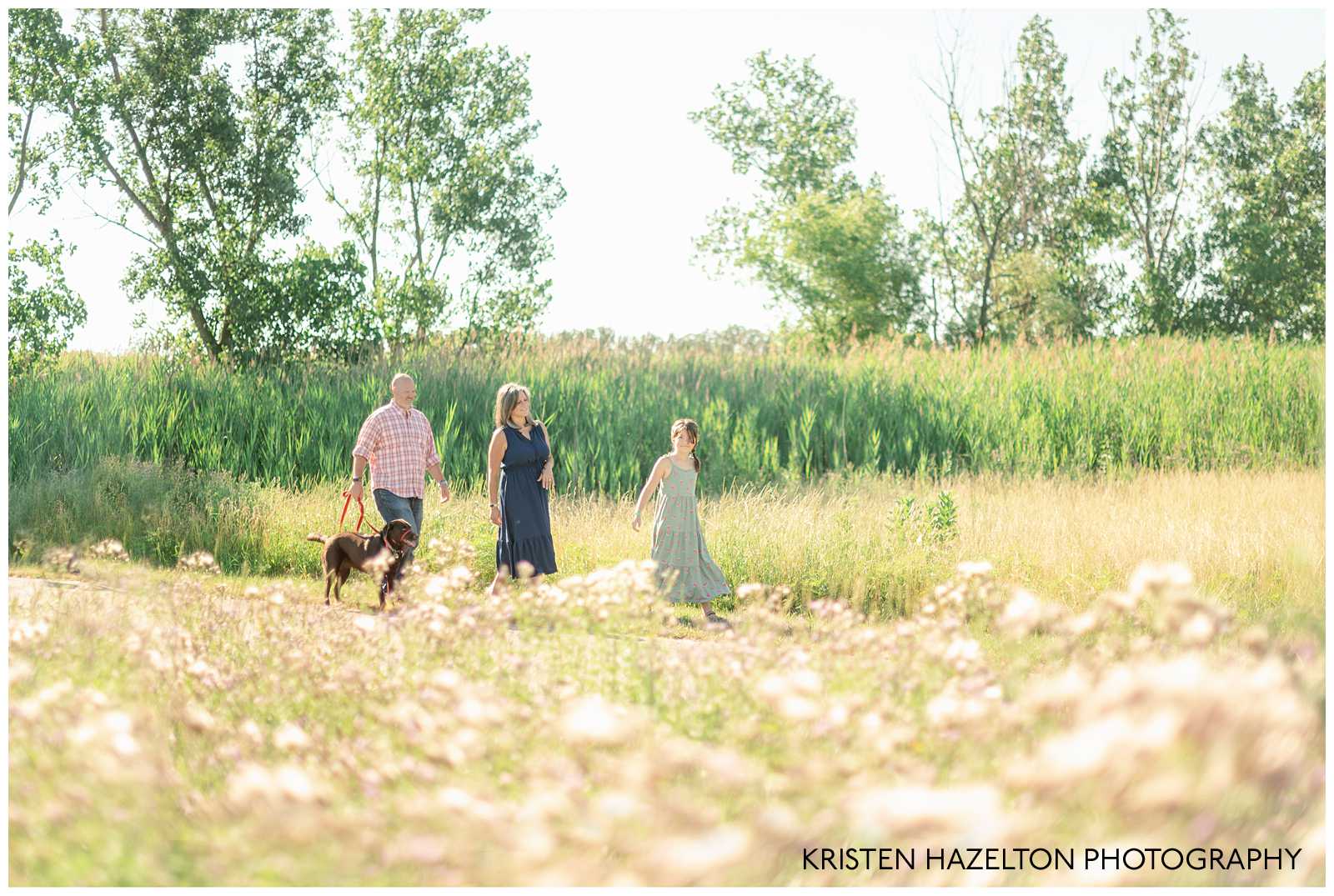 Family of three with a brown dog walking through a sunny meadow with cattails and thistles by Naperville Family Photographer Kristen Hazelton.