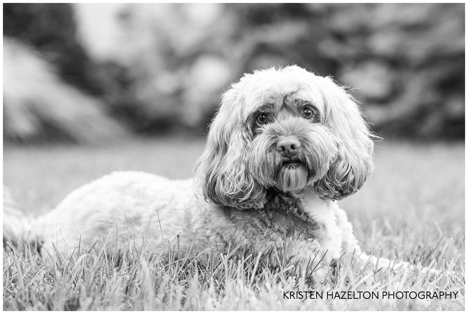 Black and white photo of a dog, taken at River Forest IL family photos by Kristen Hazelton