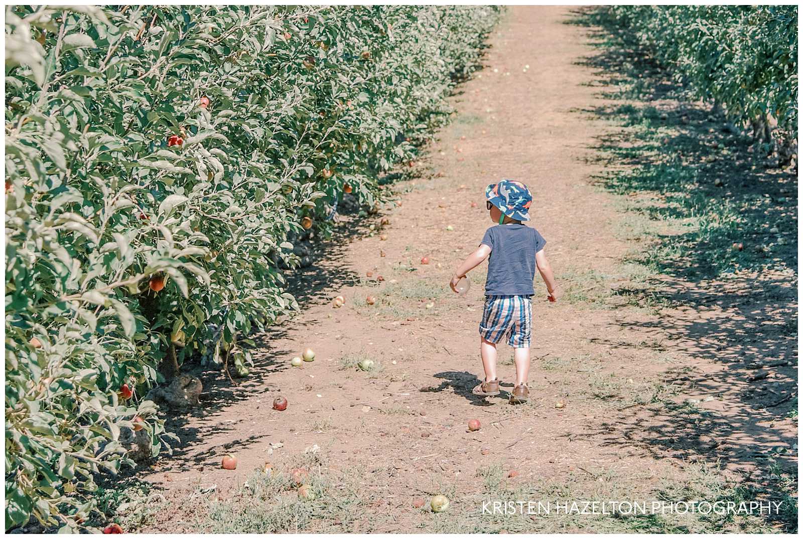 Toddler boy walking through a sunny apple orchard.