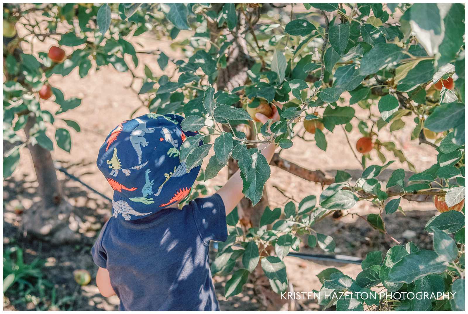 Little boy with a blue dinosaur hat picking an apple at a Chicago orchard