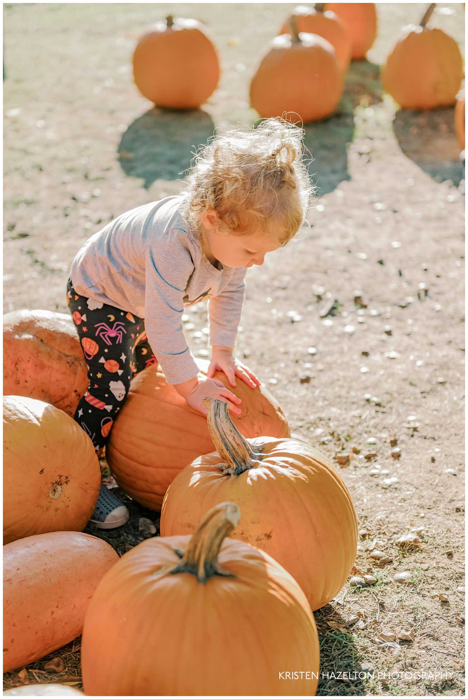 Toddler girl trying to pick a pumpkin