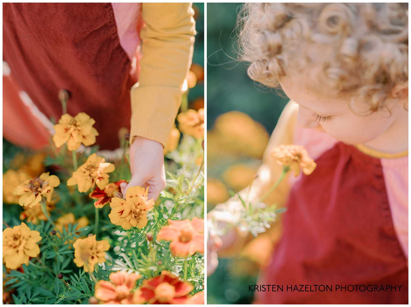 Little girl in red and pink and yellow dress picking marigold flowers.