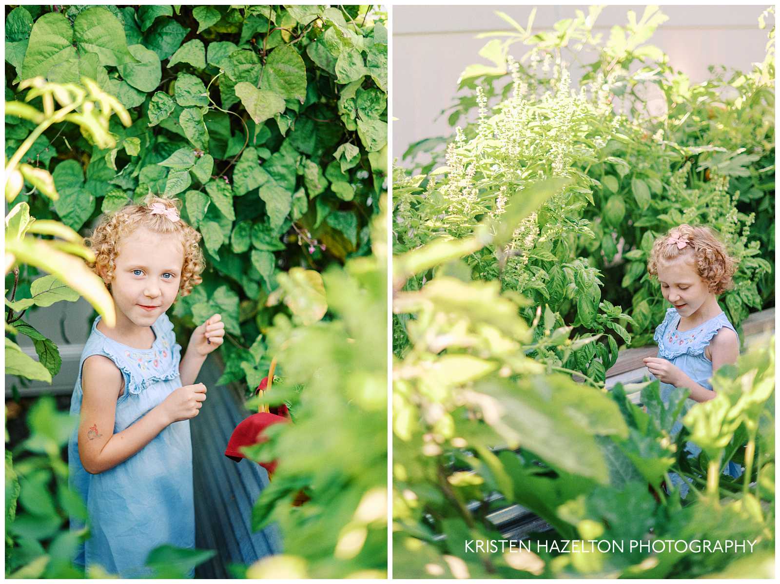 girl wearing blue dress picking beans and basil in a backyard vegetable garden