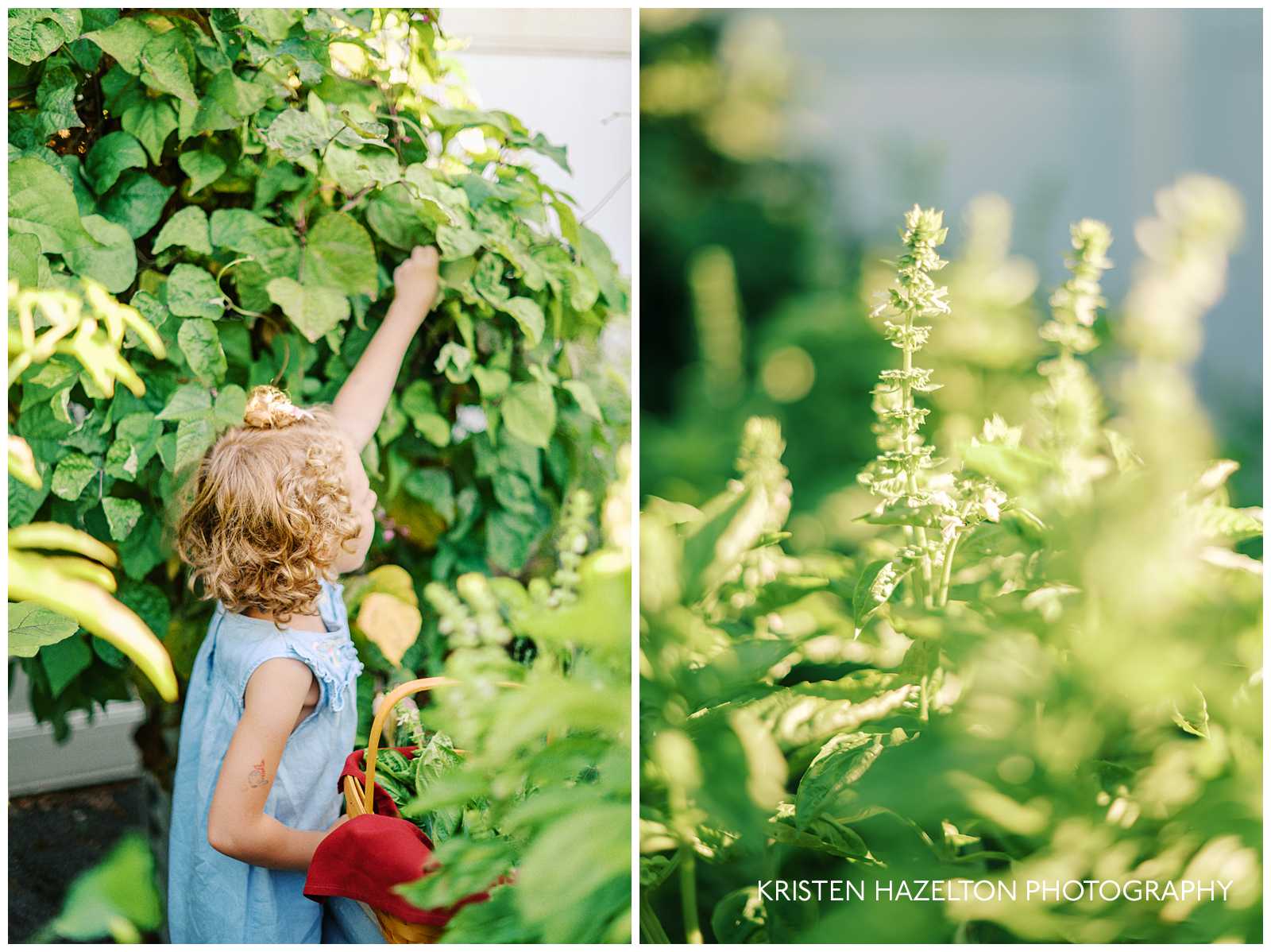 Girl with curly hair picking pole beans