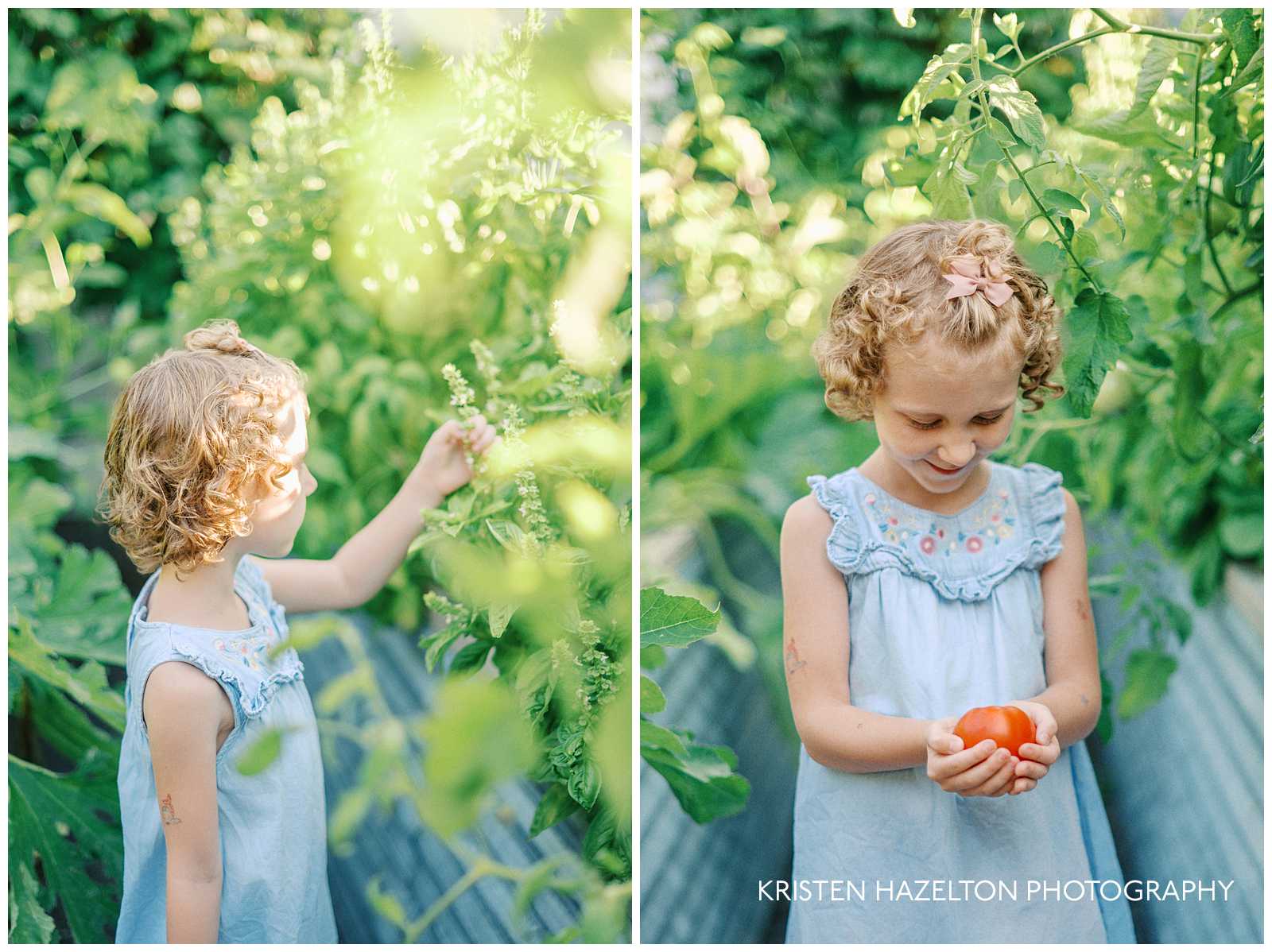 Girl with curly hair and a blue denim dress picking tomatoes and basil in the garden
