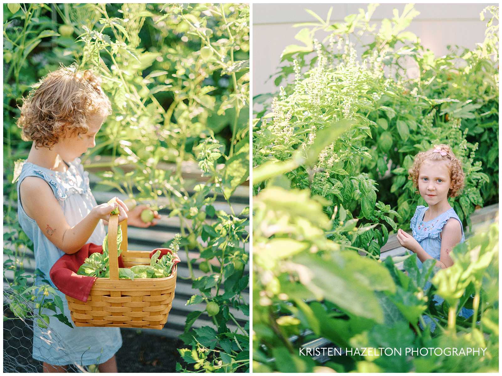 Little girl in a denim dress picking tomatillos in the garden