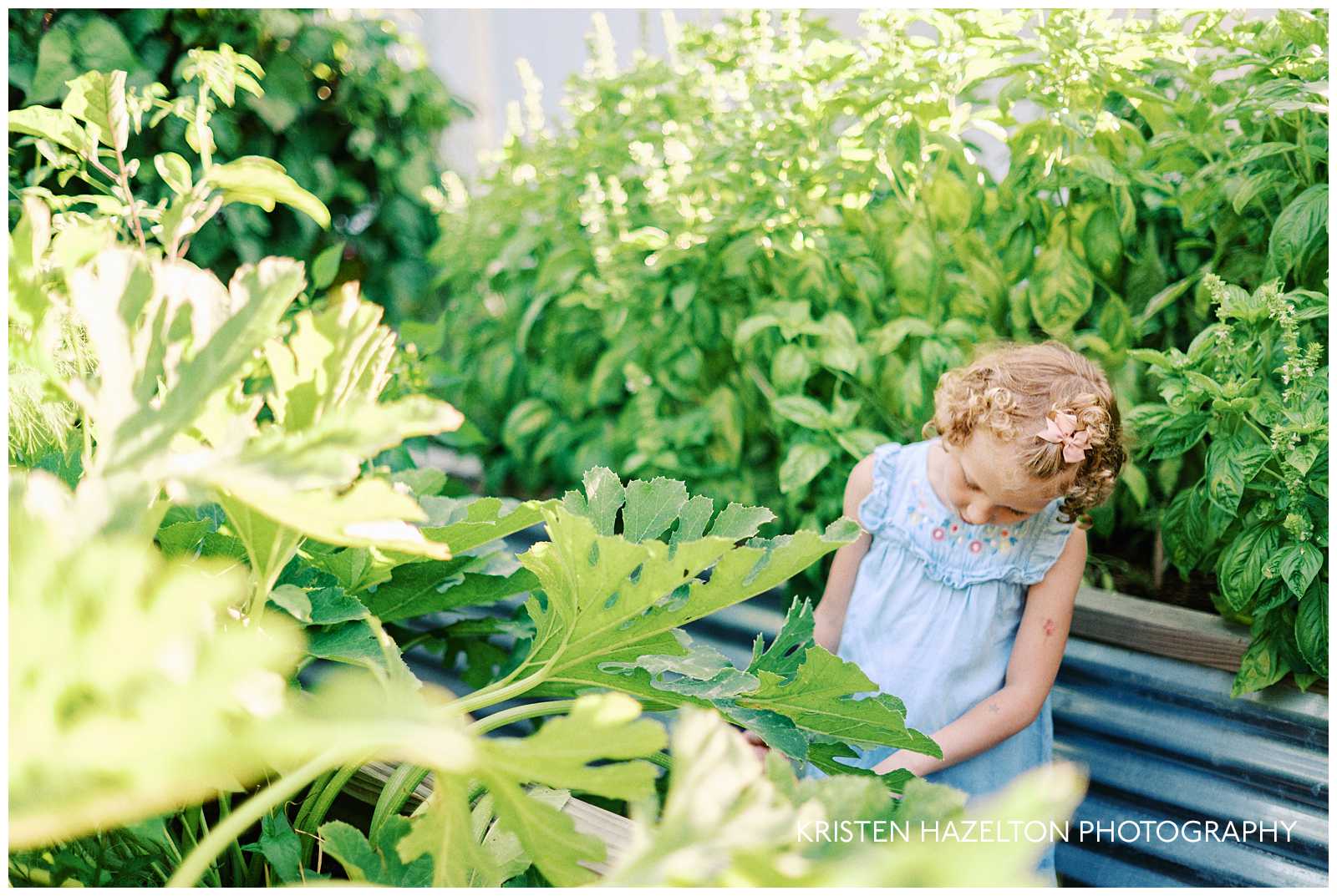Girl with curly hair and blue dress looking for zucchini in the garden