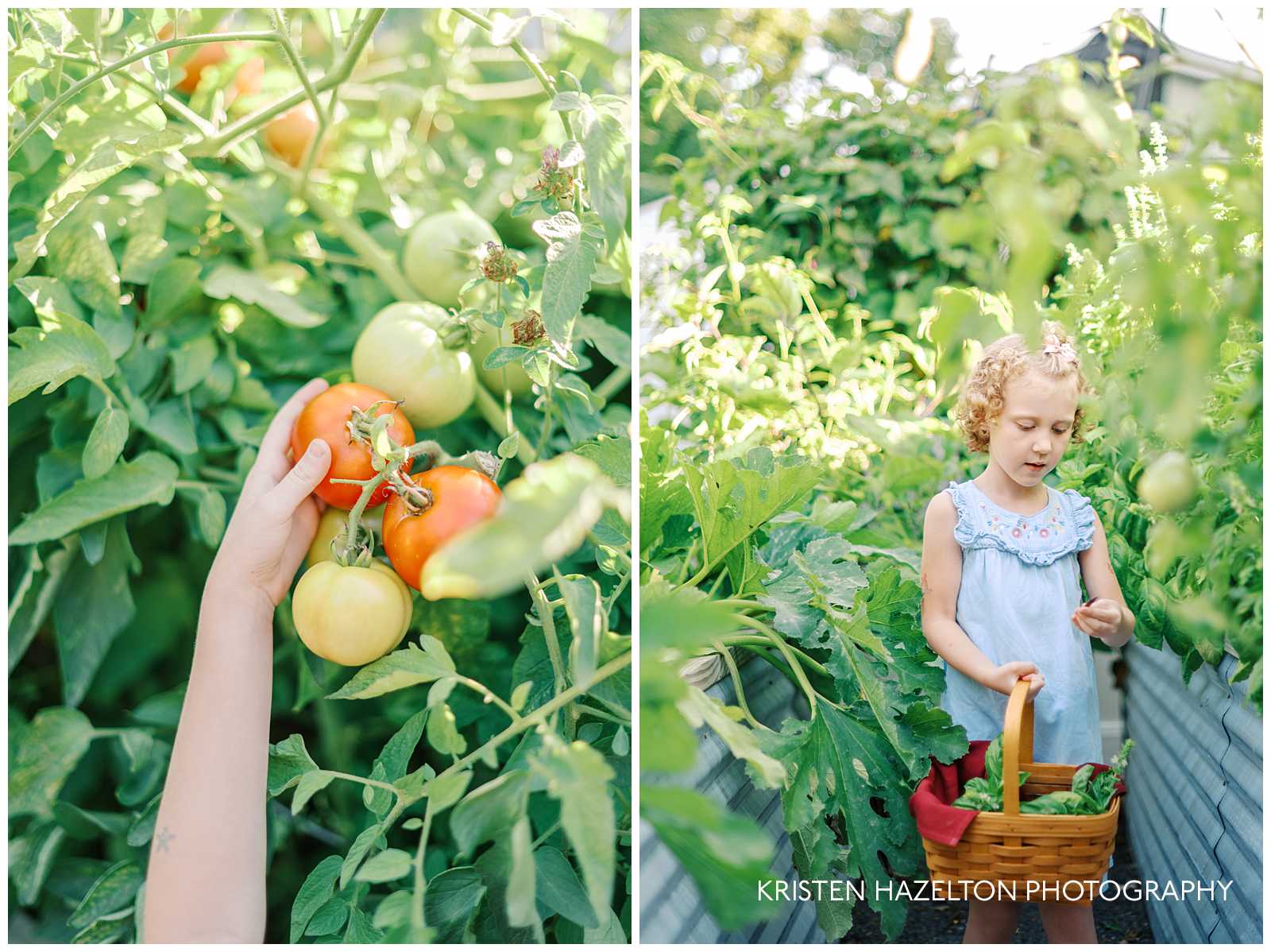 Girl with blue dress and basket picking tomatoes in the garden