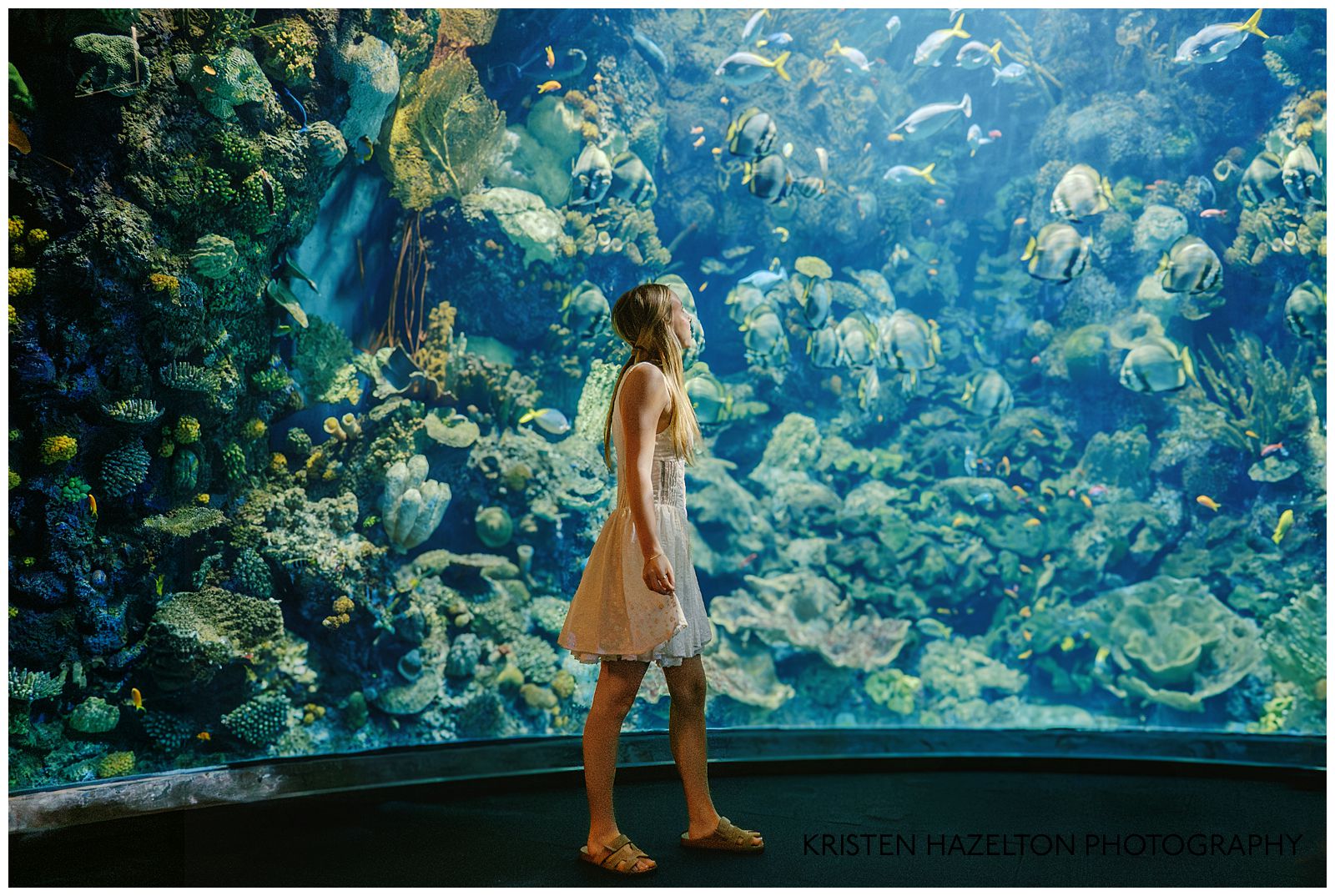 Girl in white dress looking at fish in the Wild Reef exhibit for her Shedd Aquarium photos