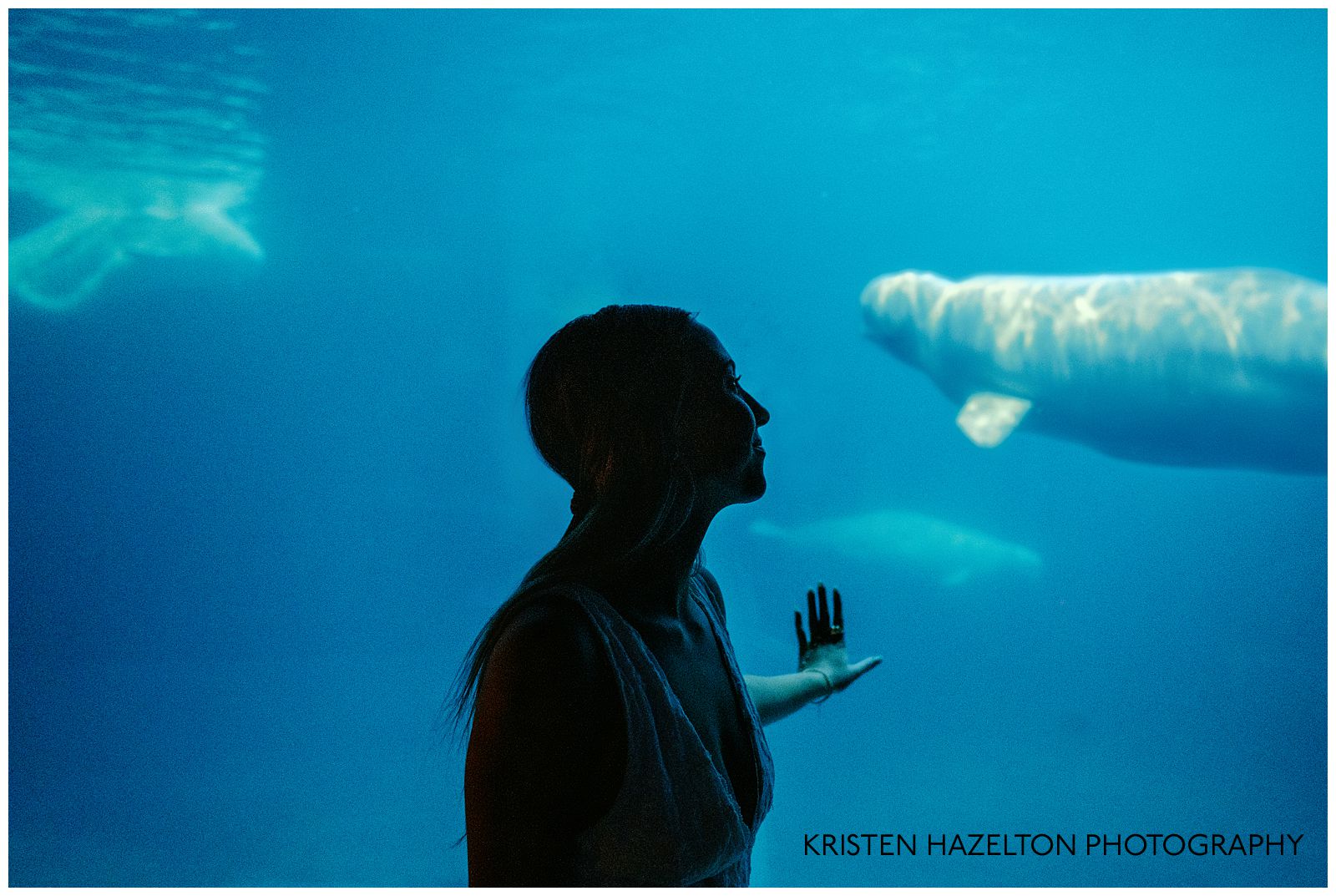 Silhouette photo of a girl looking at beluga whales in an underwater tank