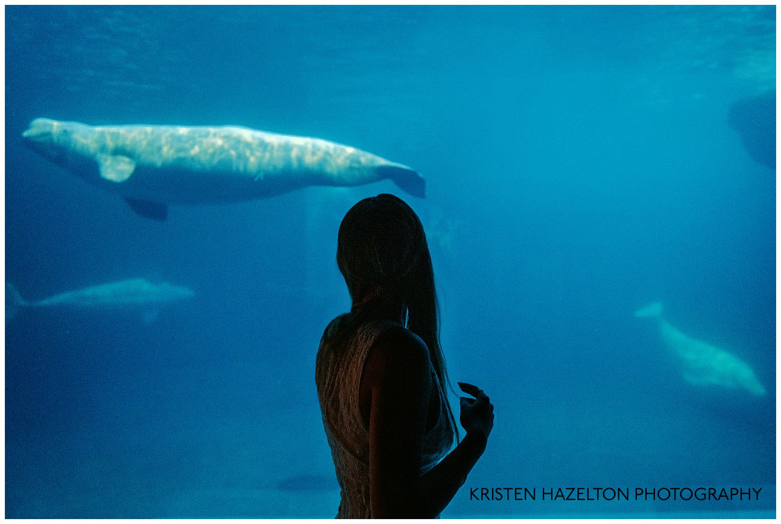 Silhouette photo of a girl looking at beluga whales in an underwater tank